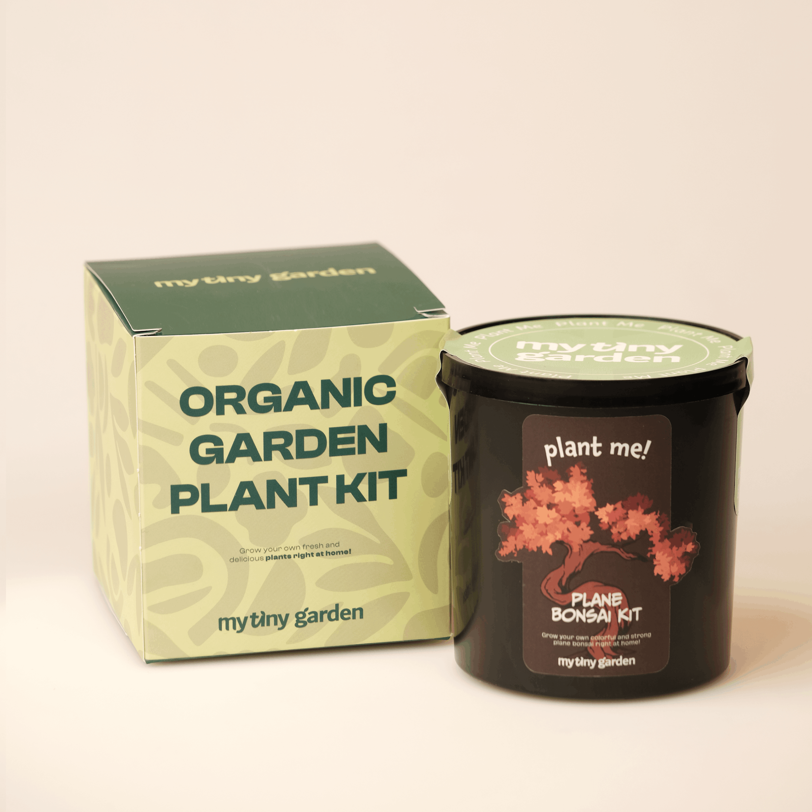 Platane Bonsai Kit 2
