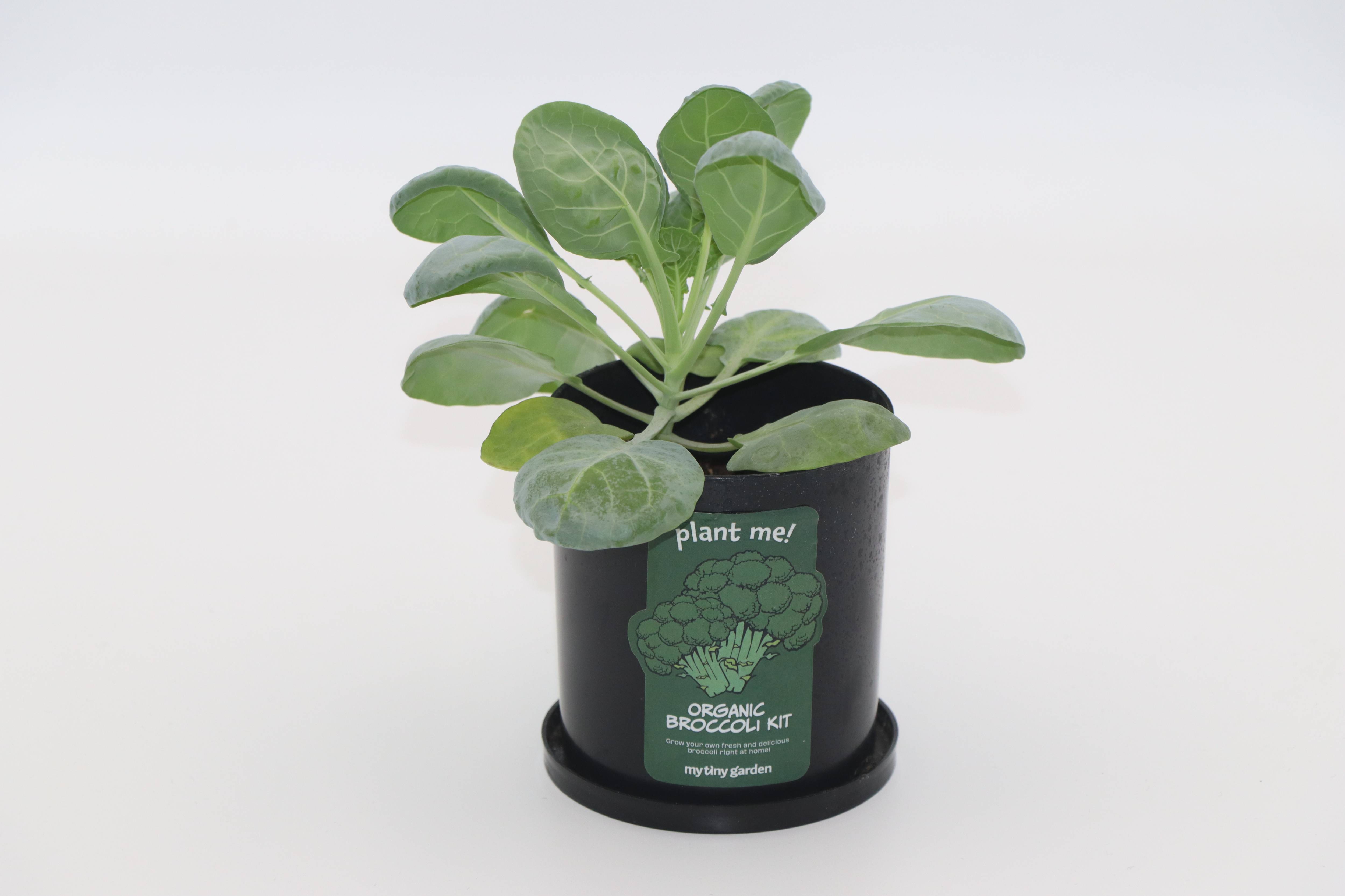 Kit di Coltivazione dei Broccoli 4