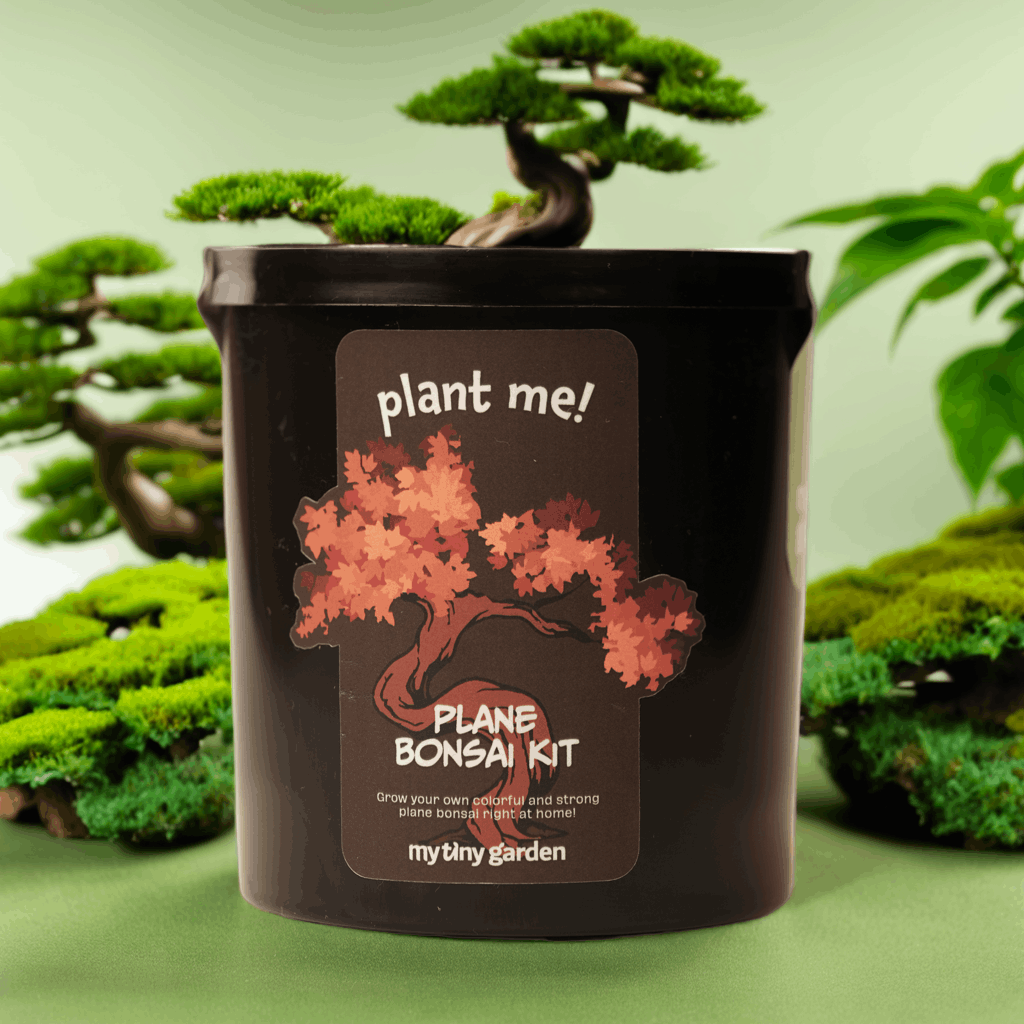 Çınar Bonsai Kiti